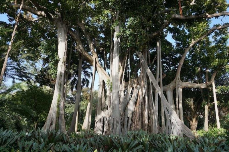 Jardin botanic - Îles Canaries | Au Tigre Vanillé