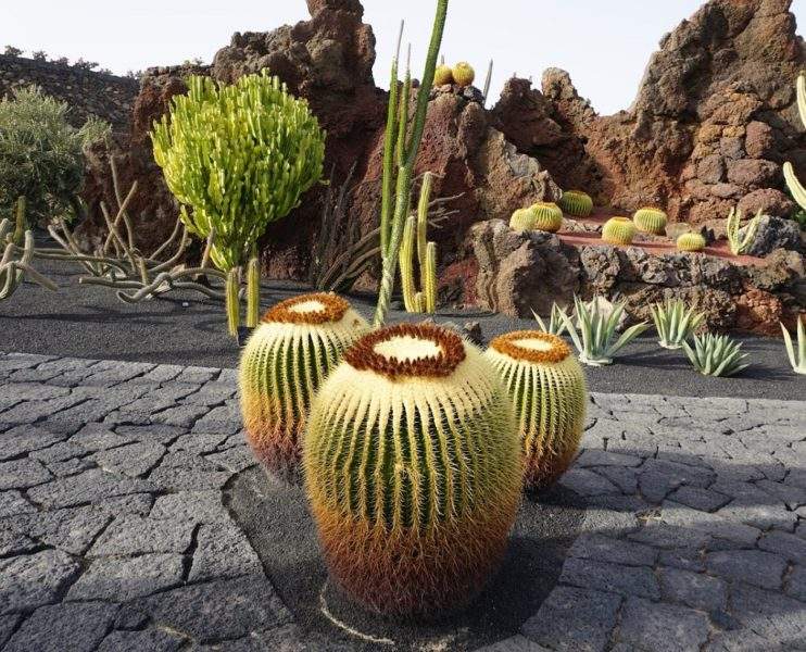 Jardin des cactus - Îles Canaries | Au Tigre Vanillé