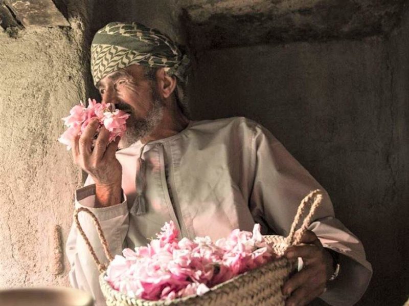 Plantation de roses de Damas dans le Jebel Shams - Oman | Au Tigre Vanillé