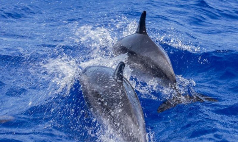 Voir les dauphins en kayak à Ténérife - Îles Canaries | Au Tigre Vanillé