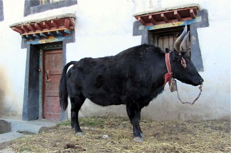 Yak à Old Tingri sur la route de l'Everest - Tibet | Au Tigre Vanillé