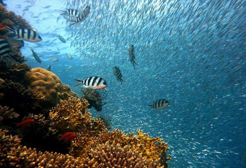 Faire de la plongée et du snorkeling à Ténérife - Îles Canaries | Au Tigre Vanillé
