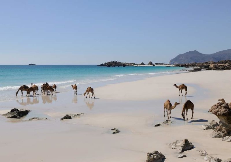 Plage et chameaux à Salalah - Oman | Au Tigre Vanillé