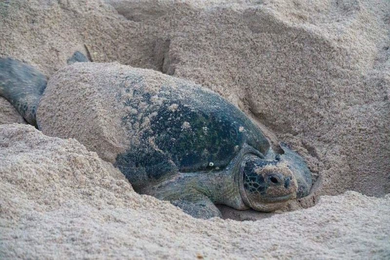 Sanctuaire des tortues sur la côte omanaise - Oman | Au Tigre Vanillé