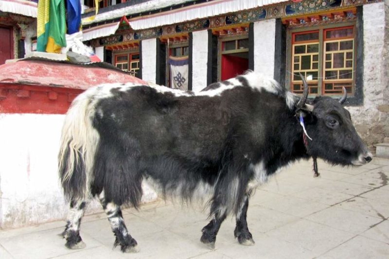 Nonnerie et yak dans la vallée de la Kyichu - Tibet | Au Tigre Vanillé