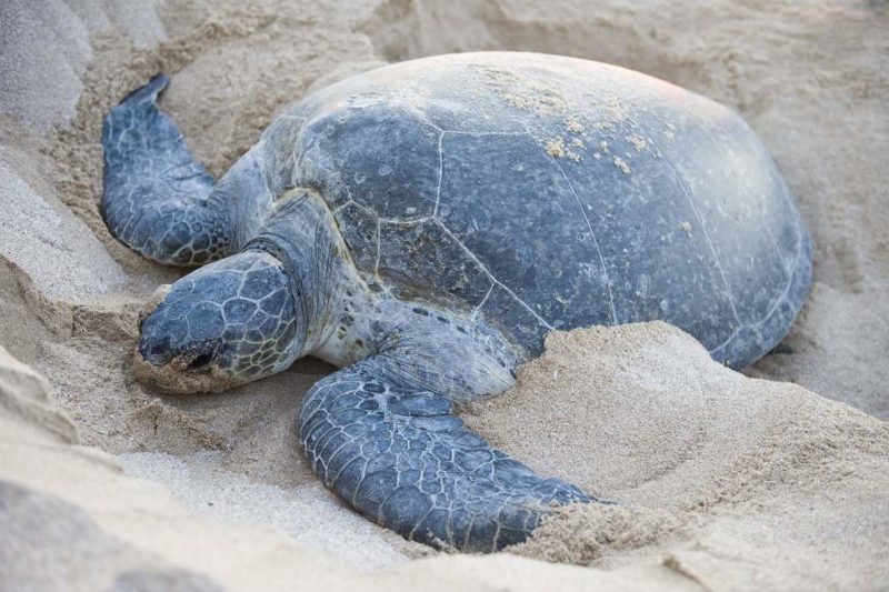 tortue-mer-pondre-oeuf-oman Tortues de mer qui pondent sur l'île de Masirah - Oman | Au Tigre Vanillé