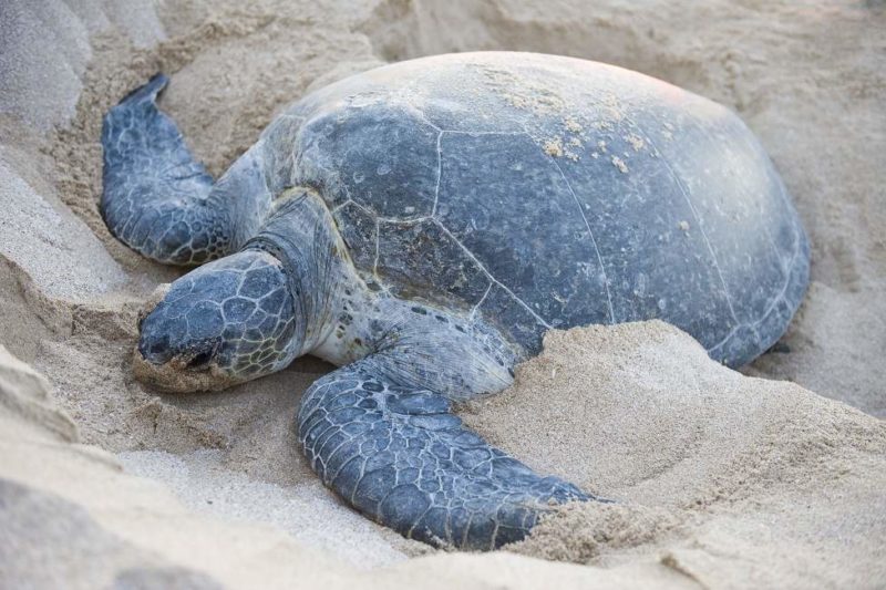 Tortues de mer qui pondent sur l'île de Masirah - Oman | Au Tigre Vanillé