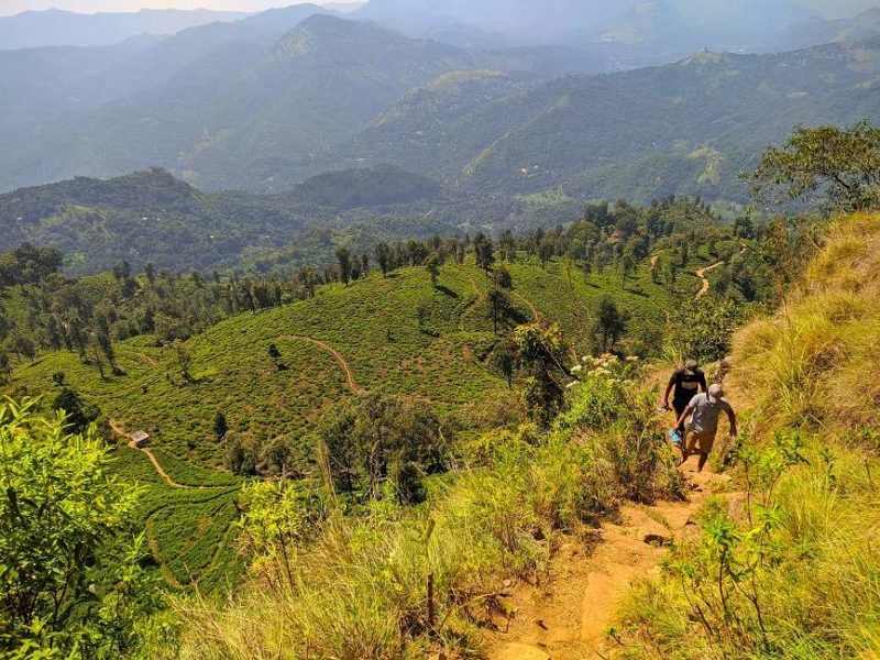 Adams peak dans la région du thé - Sri Lanka | Au Tigre Vanillé