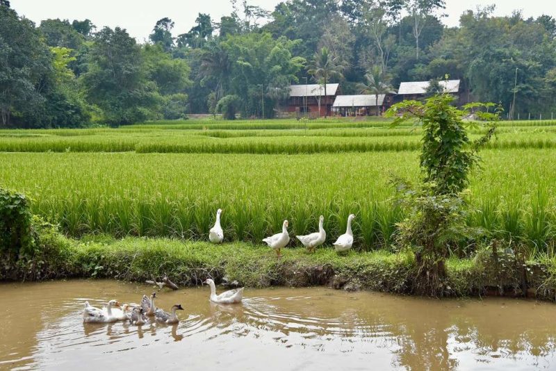 Rizières de l'hôtel Ahsa Farm Stay à Mae Chan - Thailande | Au Tigre Vanillé