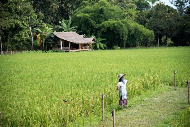 Rizières et paillotte de l'hôtel Ahsa Farm Stay à Mae Chan - Thailande | Au Tigre Vanillé