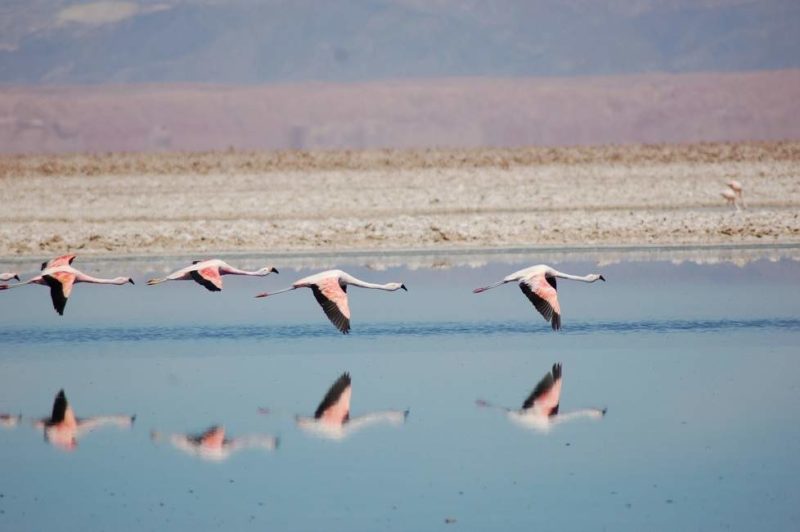 Flamands roses au dessus d'une lagune dans le désert d'Atacama - Chili | Au Tigre Vanillé