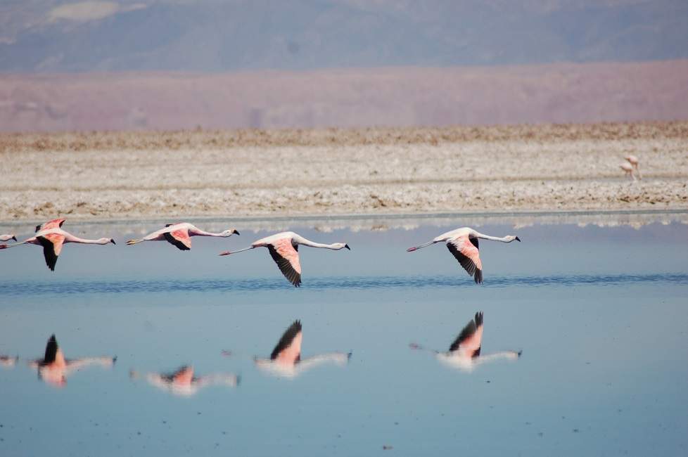 Flamands roses au dessus d'une lagune dans le désert d'Atacama - Chili | Au Tigre Vanillé