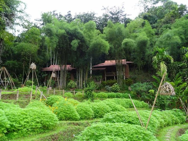 Jardin en permaculture de l'hôtel Boklua View à Bo Klua - Thailande | Au Tigre Vanillé