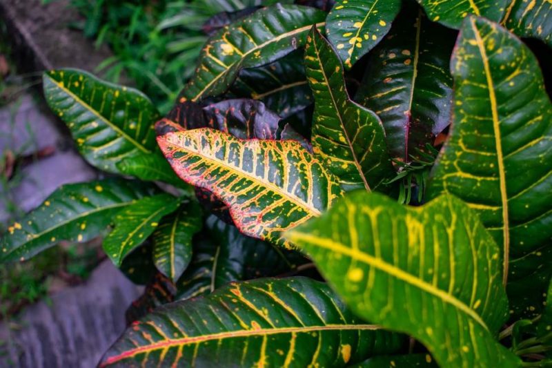 Jardin botanique parmi les plus beaux d'Asie - Sri Lanka | Au Tigre Vanillé