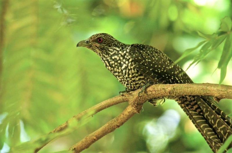 Oiseaux dans le jungle à Kandy - Sri Lanka | Au Tigre Vanillé