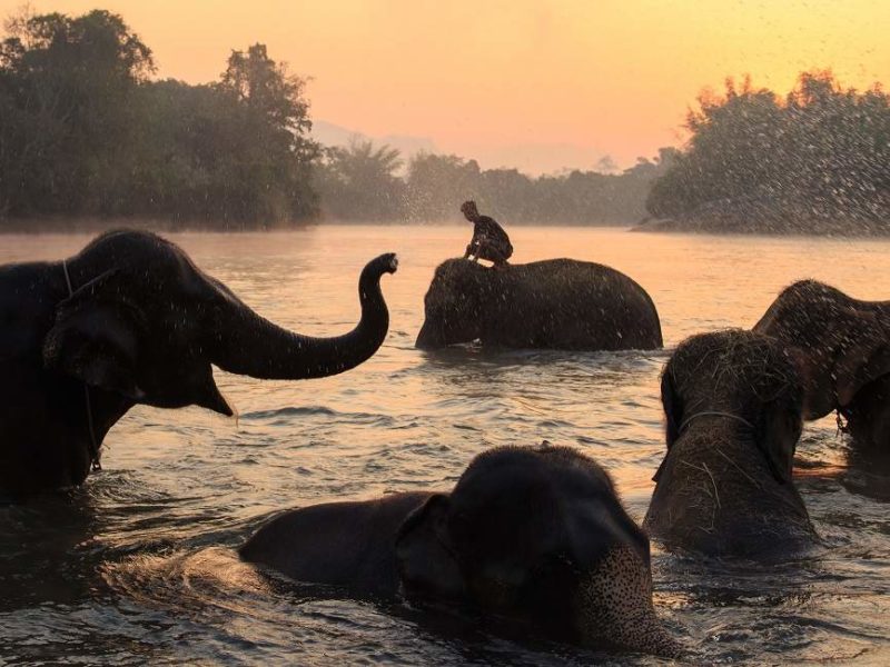 Eléphants jouant dans une rivière dans la région de Kanchanaburi - Thailande | Au Tigre Vanillé