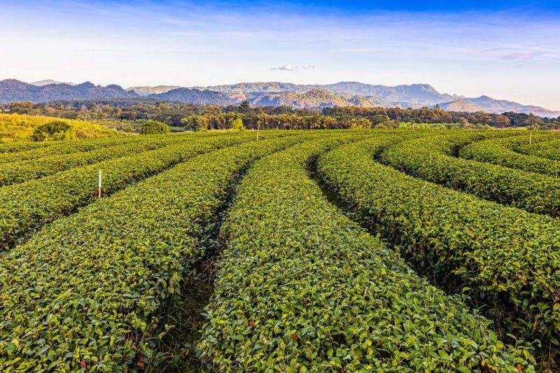 Plantations de thé Oolong en terrasse à Mae Chan - Thailande | Au Tigre Vanillé
