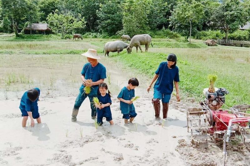 Famille dans les rizières à Mae Chan - Thailande | Au Tigre Vanillé