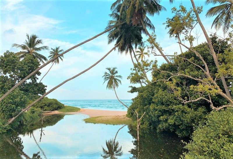 Naviguer à travers les mangroves à Colombo - Sri Lanka | Au Tigre Vanillé