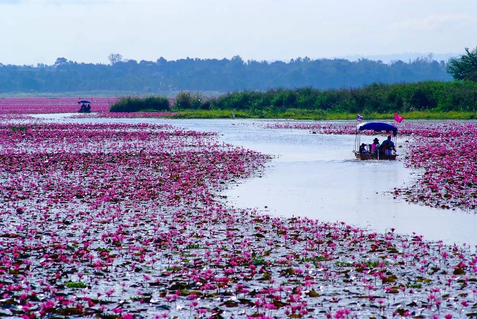 Navigation sur une mer de lotus rose à Udon Thani - Thaïlande | Au Tigre Vanillé
