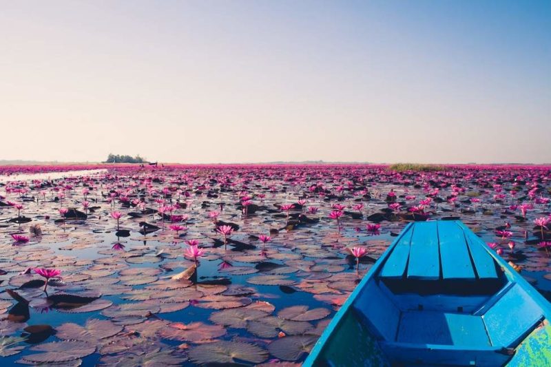 Croisière sur la mer de lotus à Udon Thani - Thaïlande | Au Tigre Vanillé