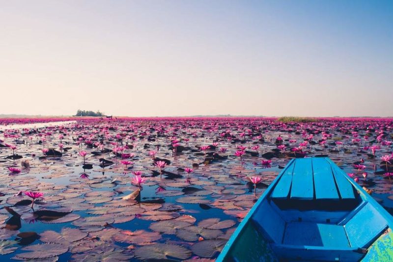 mer-lotus-navigation-isaan-thailande Croisière sur la mer de lotus à Udon Thani - Thaïlande | Au Tigre Vanillé