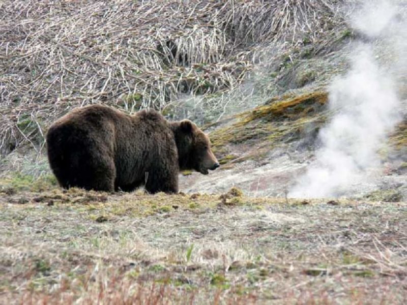 Ours bruns au Kamtchatka - Extrême-Orient russe - Russie | Au Tigre Vanillé