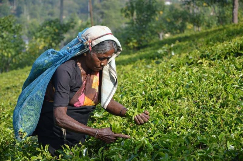 Visite et dégustations dans la région du thé - Sri Lanka | Au Tigre Vanillé