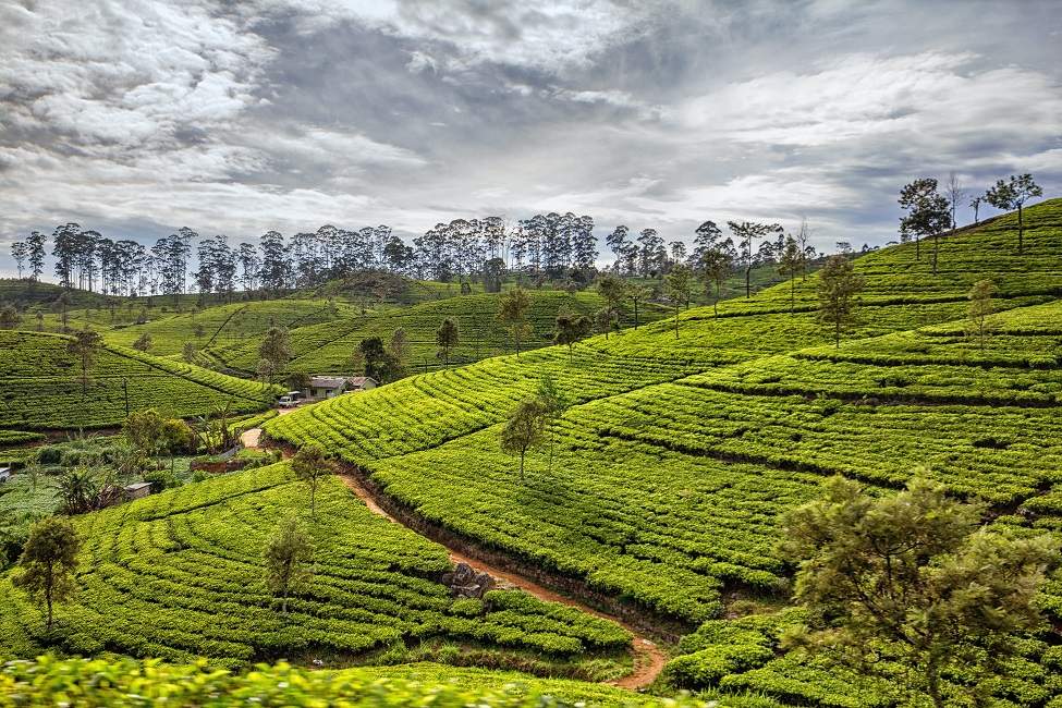 Plantations de thé de Ceylan - Sri Lanka | Au Tigre Vanillé