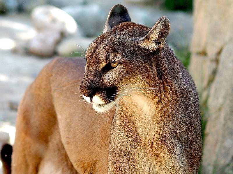 Puma à Torres del Paine en Patagonie - Chili | Au Tigre Vanillé