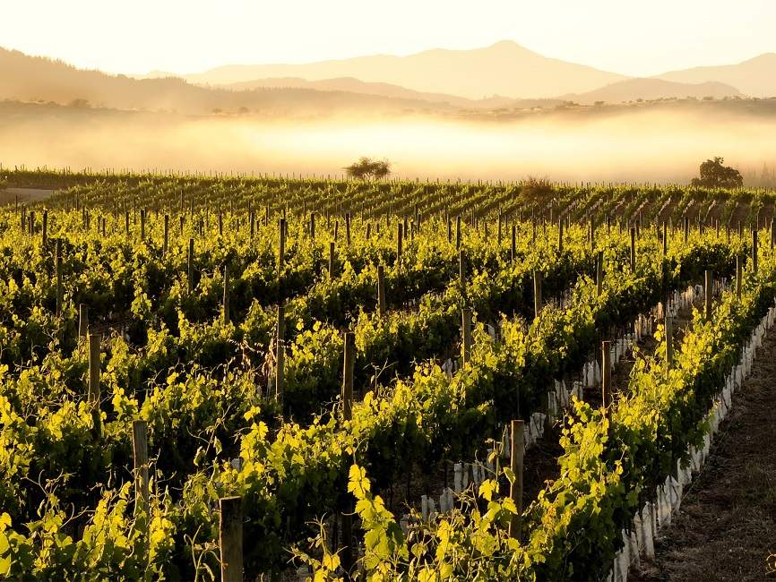 Vignes de la route du Vin - Chili | Au Tigre Vanillé