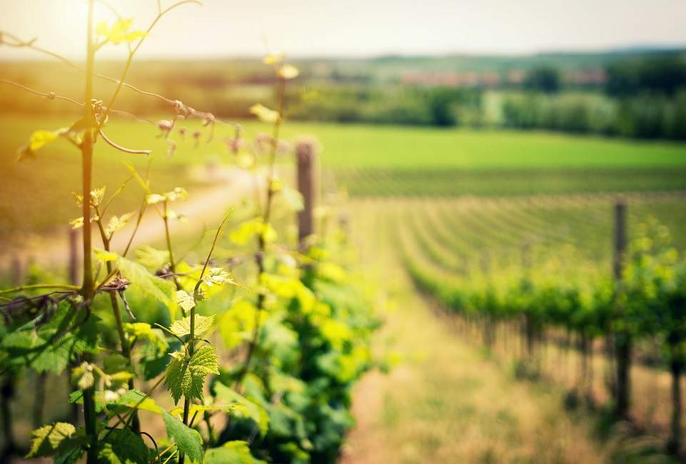 route-vin-chili-vignobles Zoom sur une vigne de la route du Vin - Chili | Au Tigre Vanillé