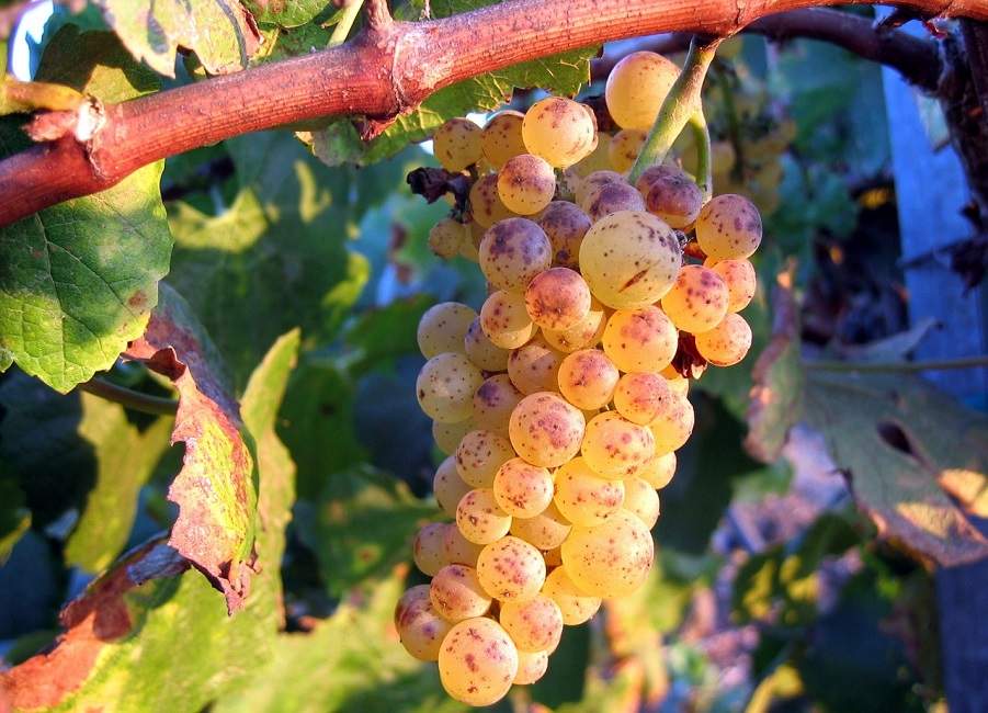 route-vin-chili-raisin Grappe de raisin sur la route du Vin - Chili | Au Tigre Vanillé