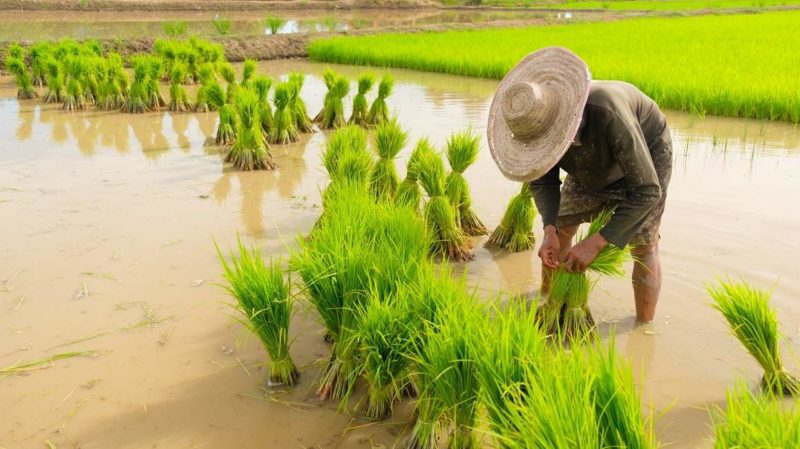 Paysan dans un champs de riz vers Sukhothai - Thaïlande | Au Tigre Vanillé