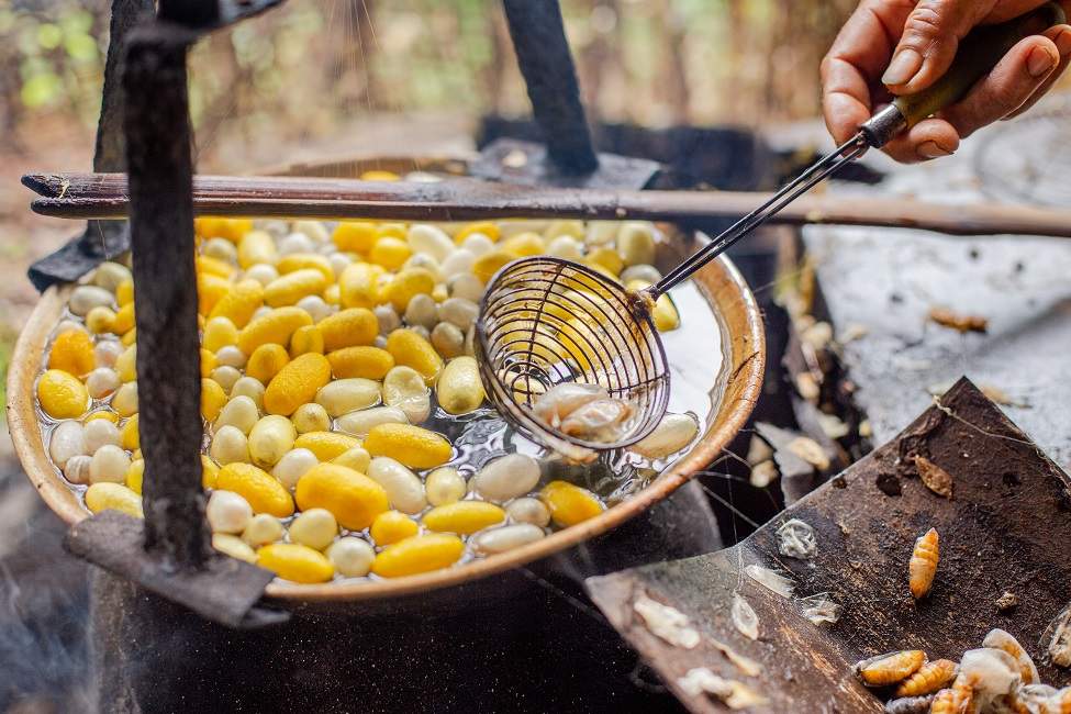 Vers à soie à Buriram - Thaïlande | Au Tigre Vanillé