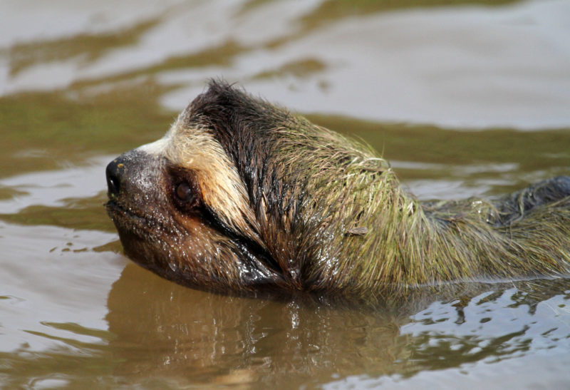 Paresseux nageant dans la rivière - Costa Rica | Au Tigre Vanillé
