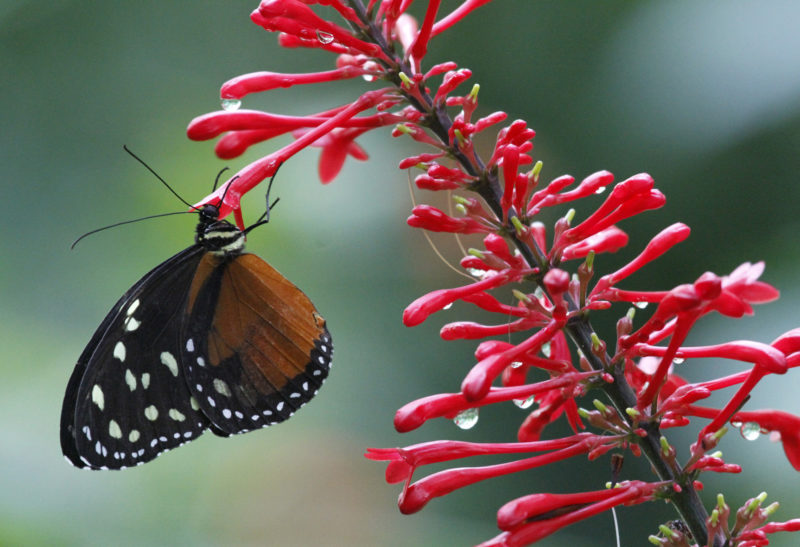 Papillon sur une fleur rouge - Costa Rica | Au Tigre Vanillé