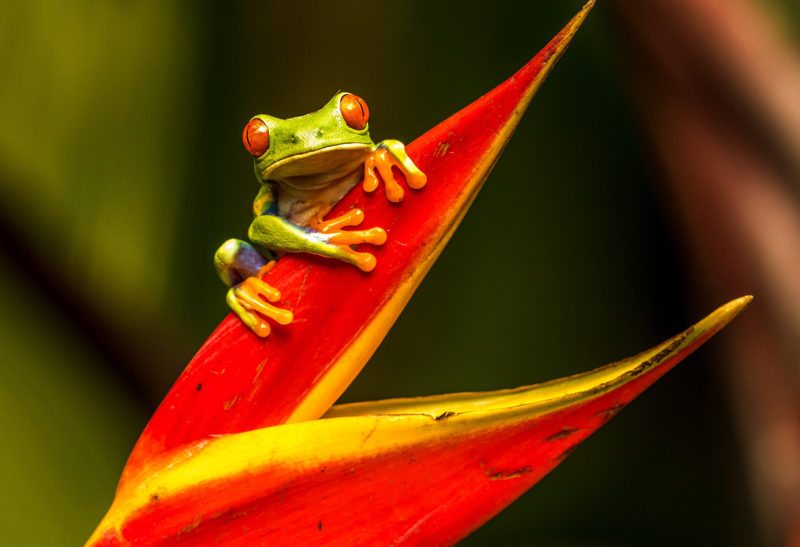 Grenouille colorée - Costa Rica | Au Tigre Vanillé