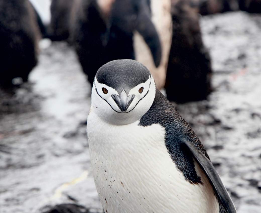 Expéditions pour observer les manchots à jugulaire - Antarctique | Au Tigre Vanillé