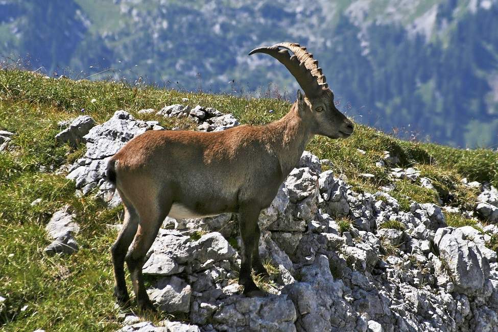 Bouquetin dans le parc national des Grisons - Suisse | Au Tigre Vanillé