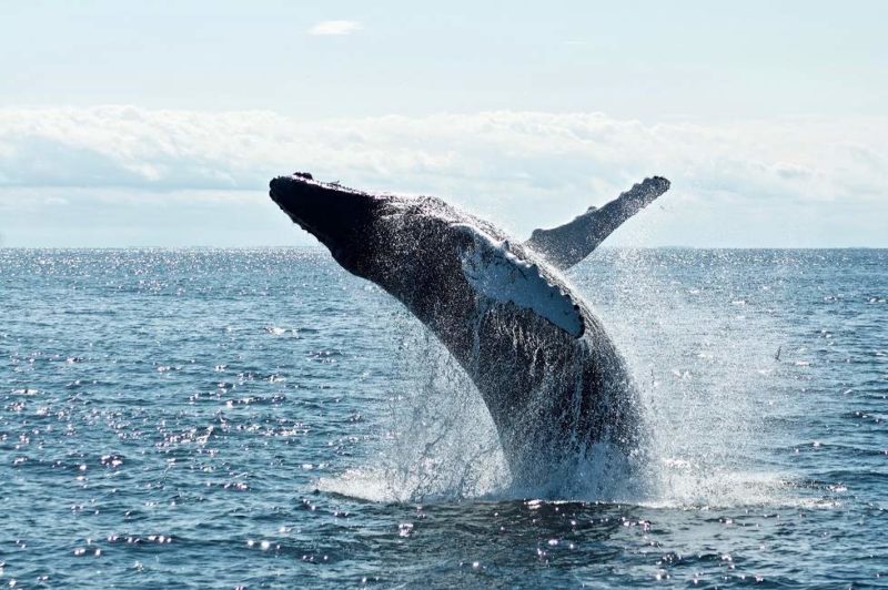 Baleine à bosse dans la région de Chririqui - Panama | Au Tigre Vanillé