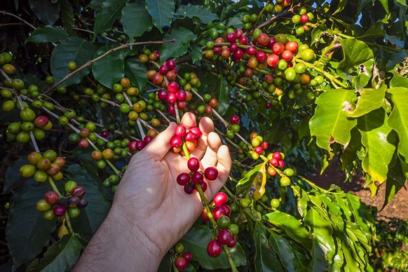 Graines de café sur l'arbre à Chririqui - Panama | Au Tigre Vanillé