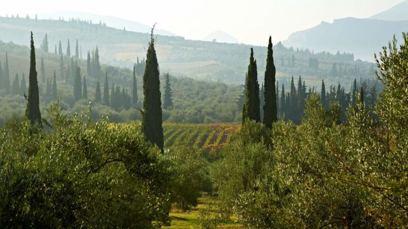 Paysage de vignobles et de pins dans le Peloponnèse - Grèce | Au Tigre Vanillé