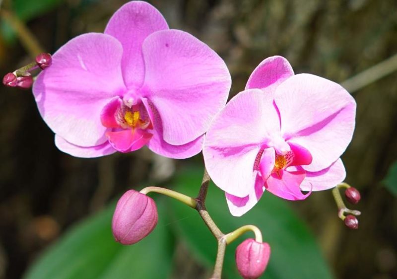 Orchidée rose à El Valle - Panama | Au Tigre Vanillé