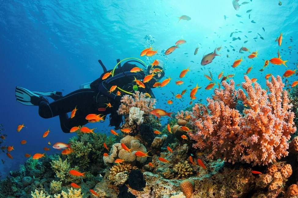 Plongée au bord de la mer Rouge à Hurghada - Egypte | Au Tigre Vanillé