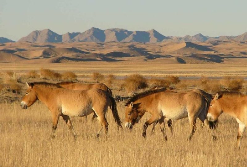 Chevaux de race Przewalski dans la steppe - Mongolie | Au Tigre Vanillé