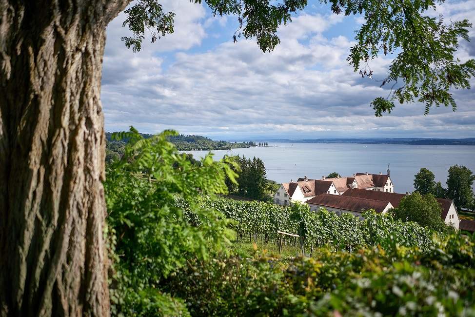 Village et vignoble au bord du lac de Constance à Constance - Suisse | Au Tigre Vanillé