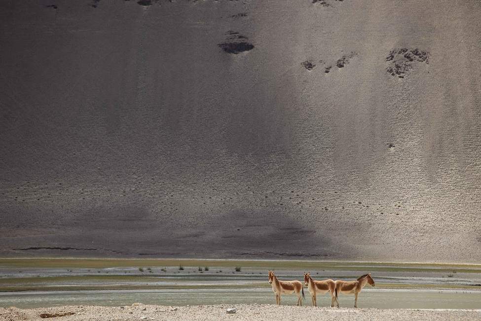 Paysage de chevaux au bord d'un lac dans la vallée de Changtang - Inde himalayenne | Au Tigre Vanillé