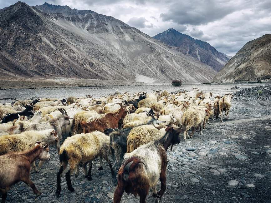 Vallée de la Nubra avec des chèvre au Ladakh - Inde himalayenne | Au Tigre Vanillé