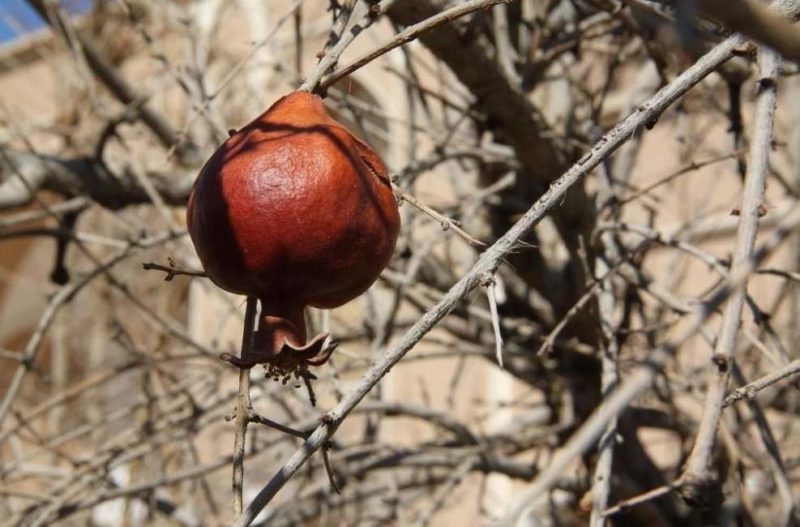 Grenadier dans le jardin de l'hôtel ecolodge Naritee à Yazd - Iran | Au Tigre Vanillé